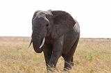 TANZANIA - Serengeti National Park - Elephant - 5